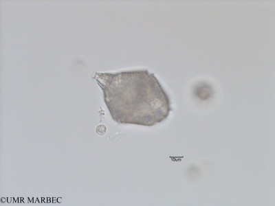 phyto/Bizerte/bizerte_bay/RISCO November 2015/Gonyaulax digitale (Baie_T5-C2-3 Gonyaulax spinifera-12).tif(copy)_thumb.jpg